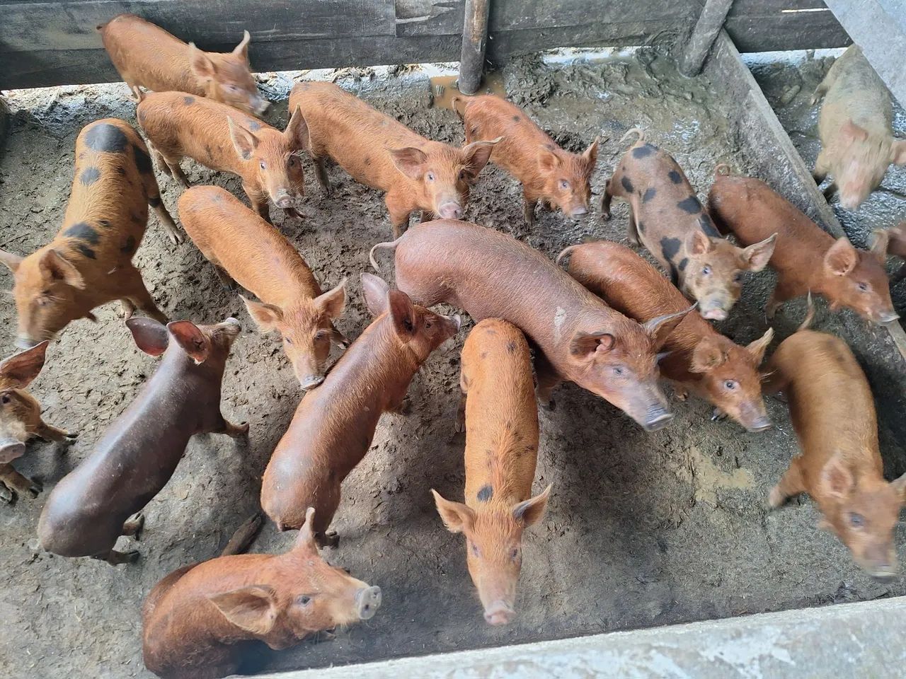 Filhotes de porco para venda - Foto 2