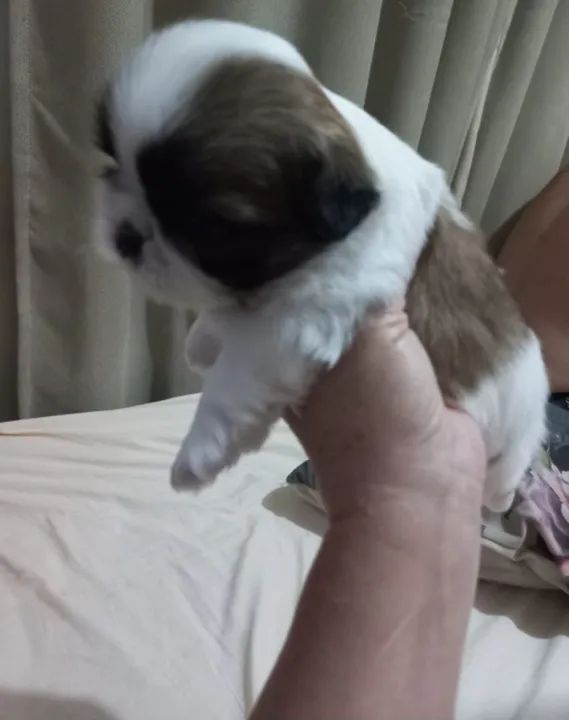 Dois macho e uma fêmea puro