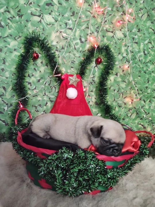 Pug filhotes 