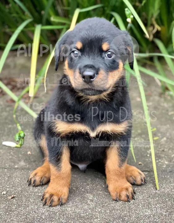 Rottweiler Cabeça de Touro a pronta retirada, ainda hoje 119-727.277-78 - Foto 3