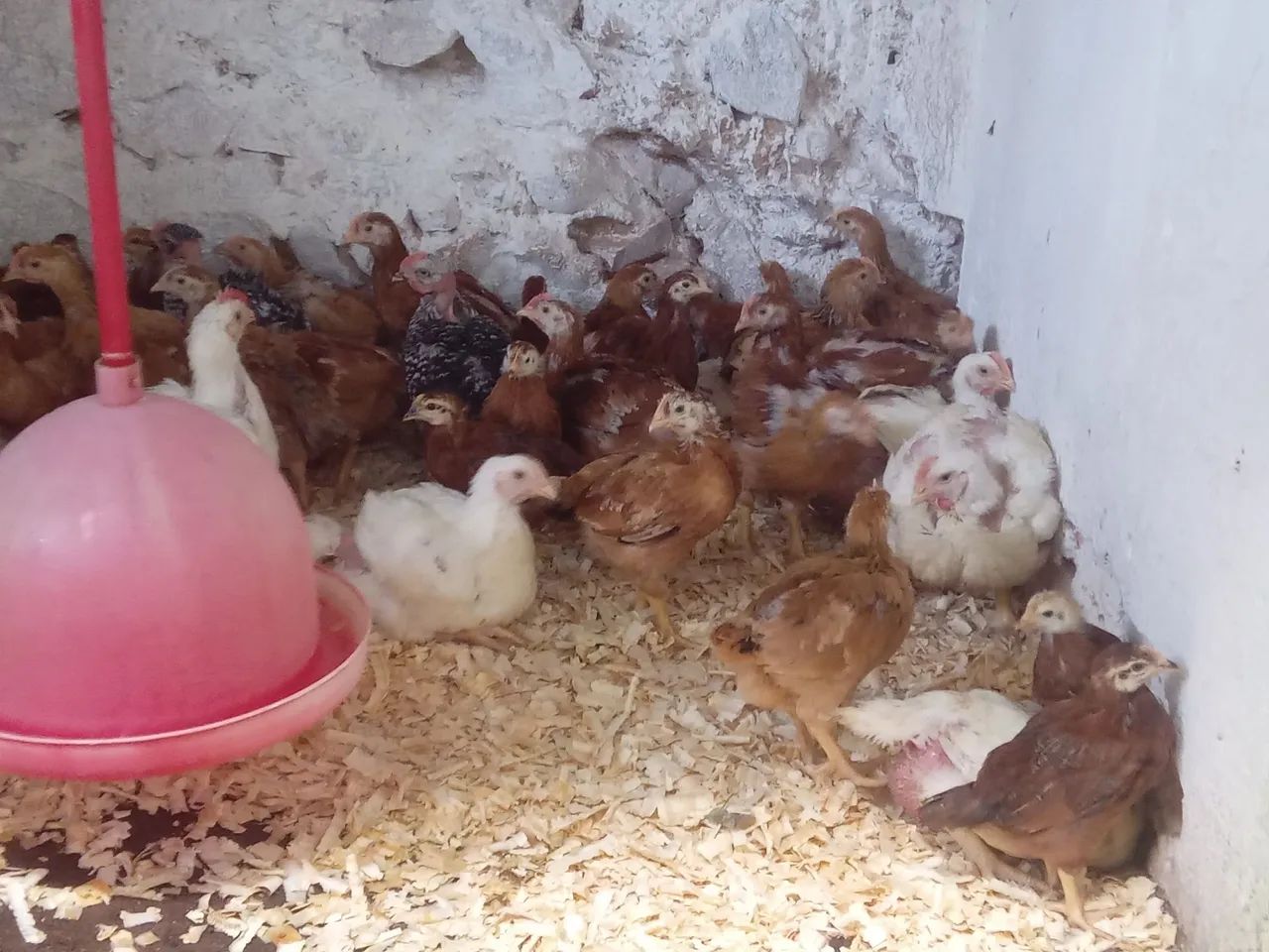 Embrapa 051 - Foto 6