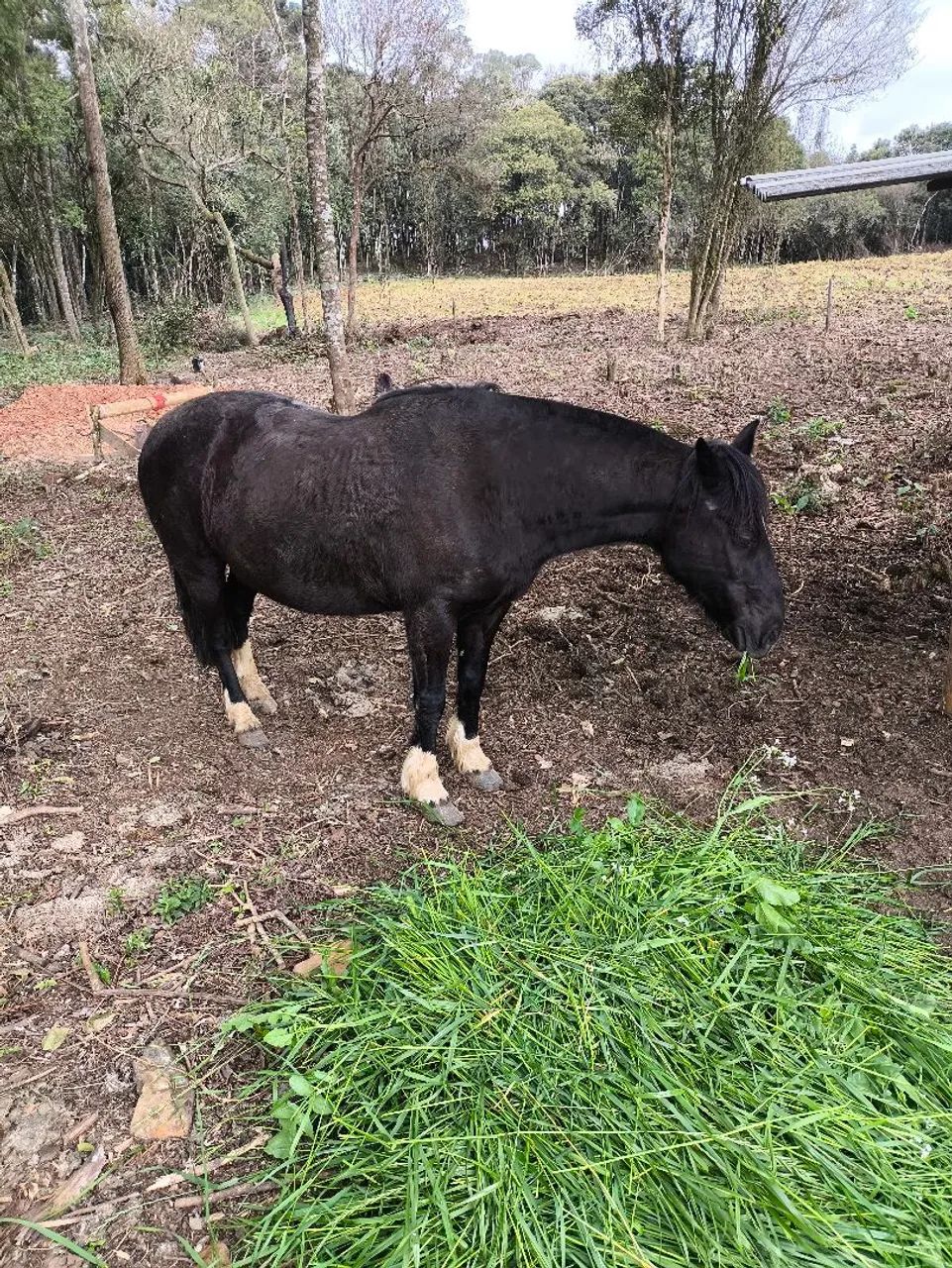 Égua crioula  - Foto 3