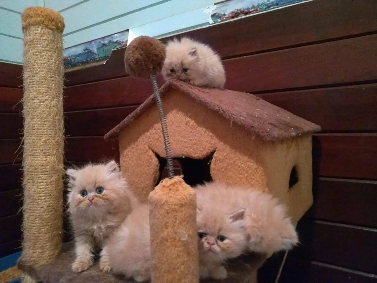 Persa ideais para a sua família - Foto 3