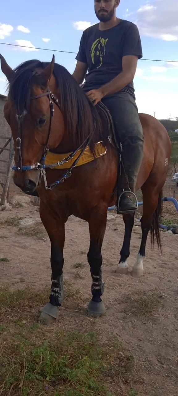 Garanhão El Shady Zorreiro - Foto 4