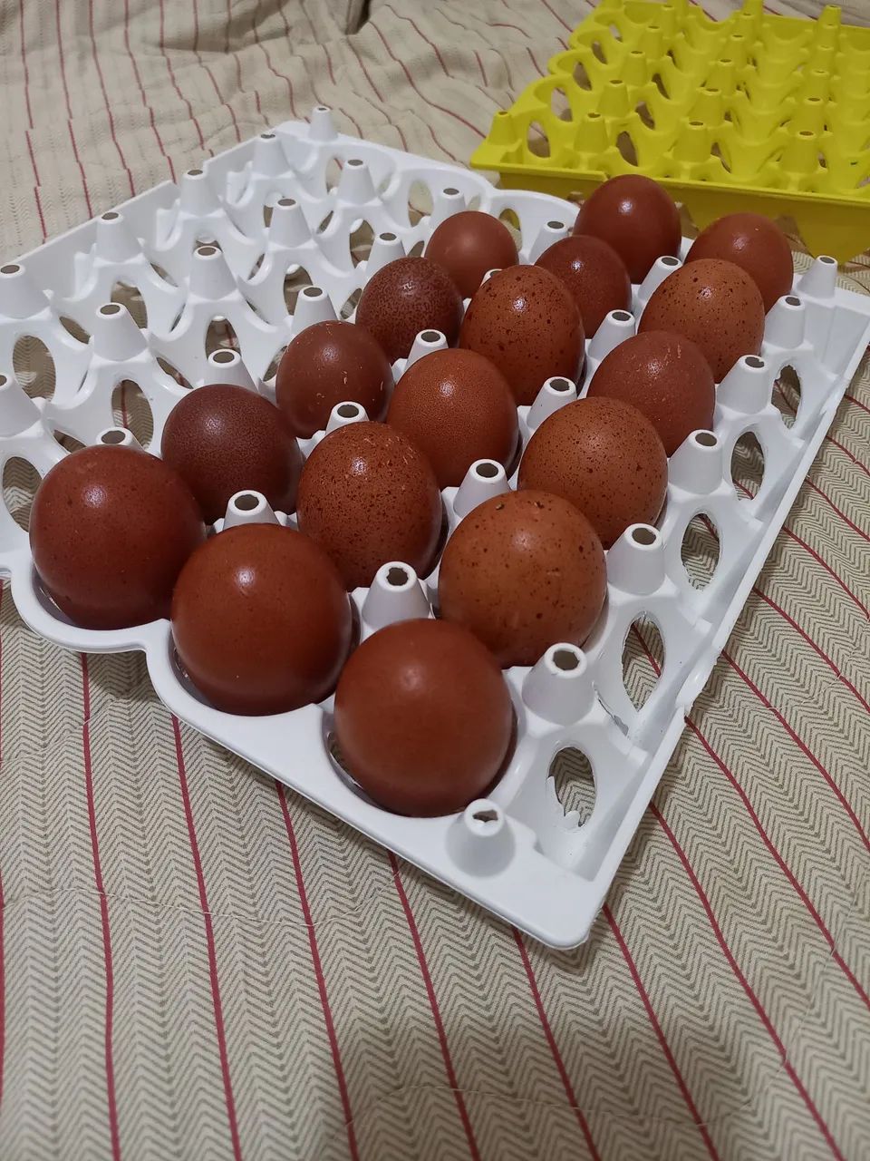 Galinhas Marans (ovos galados) - Foto 3