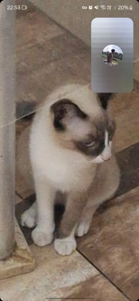 Gata fêmea  - Foto 3