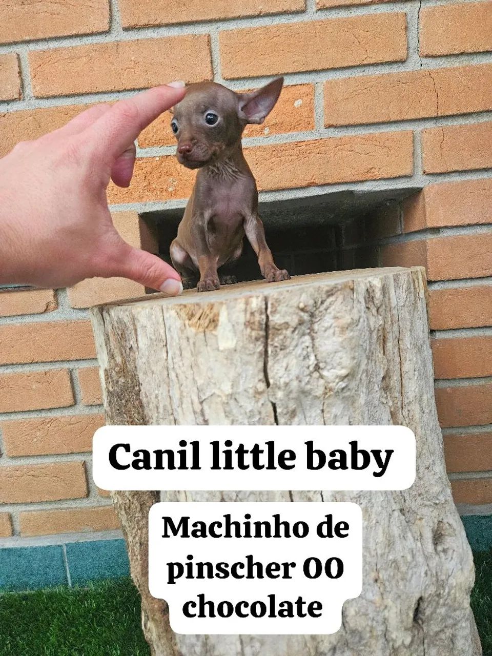 Machinho de pinscher expectativa 00 dísponível