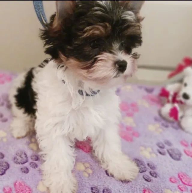 Biewer Terrier com pedigree: charme e qualidade garantidos