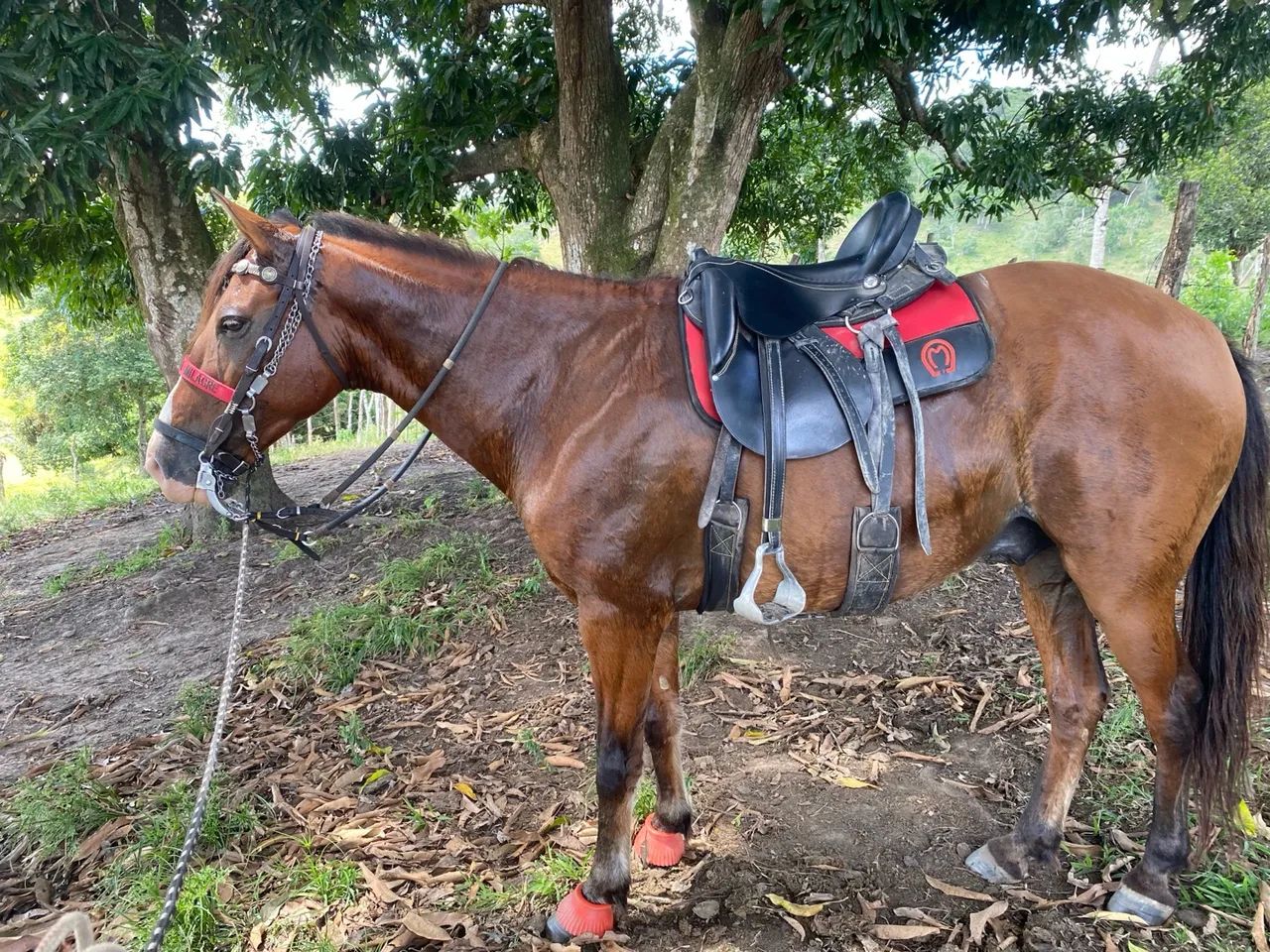 CAVALO LINDO E FORTE - MANGALARGA - MARCHA PICADA - Foto 3