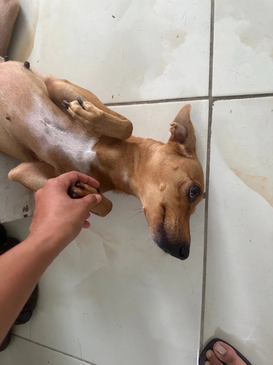 Cachorros castrados e vacinados para adoção  - Foto 4