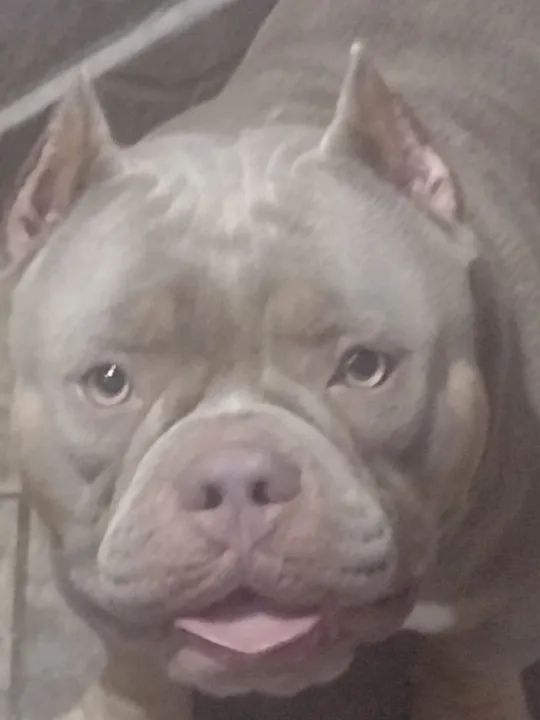 América Bully  - Foto 2