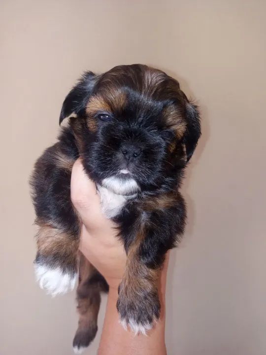 Filhote de Shih Tzu - Lindíssimo! - Foto 2