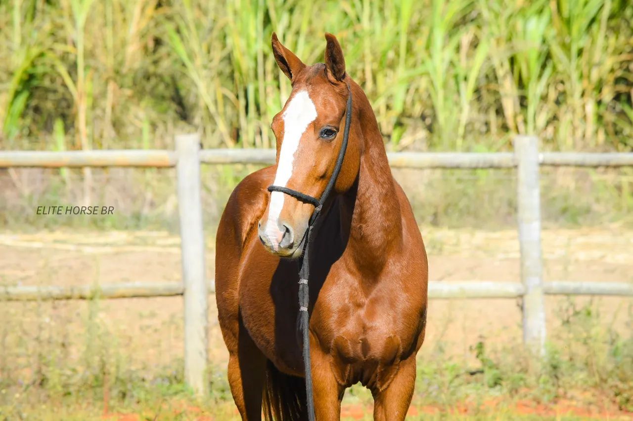 LINDA ÉGUA MM - NEGOCIÁVEL  - Foto 2