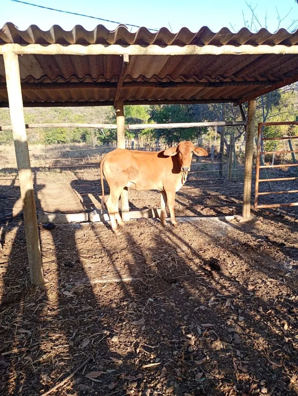 Novilha 10 arrobas  - Foto 3