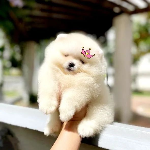 A mais linda chegou Lulu da Pomerânia Ursinha - Foto 4