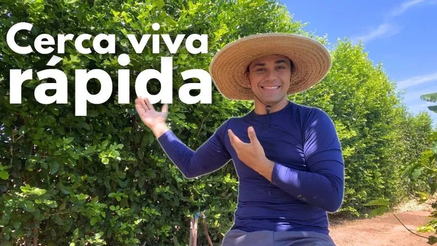Transforme Seu Espaço com as mudas da  Cerca Viva de Limãozinho! - Foto 5