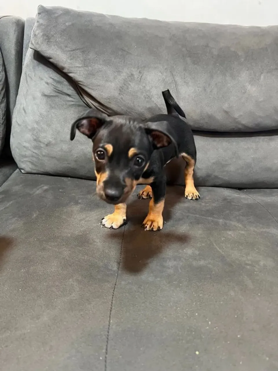 DOAÇÃO Filhote Pinscher Miniatura - Pelagem Exuberante