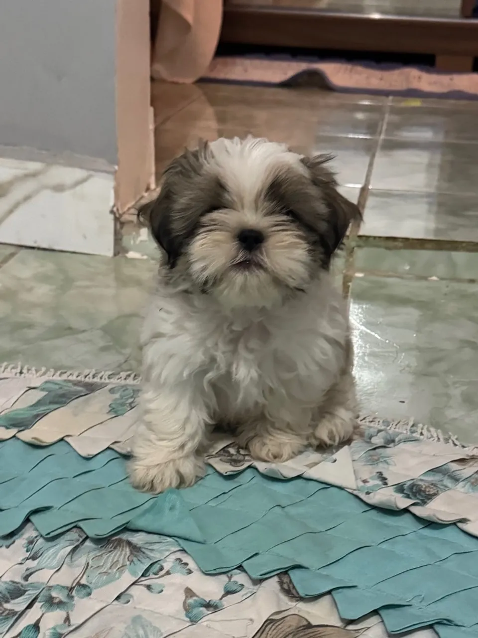 Filhote Shih Tzu disponível FÊMEA