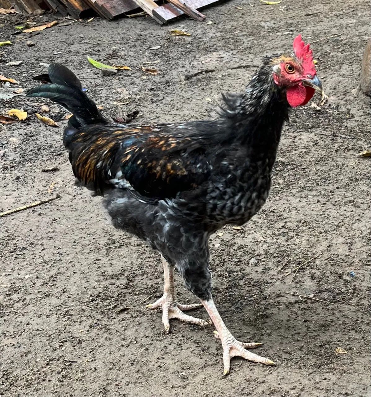 Frangos caipiras- disponível para venda - Foto 4