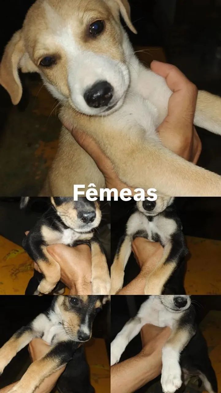 Filhotes para adoção - Nascidos em 19/06 - Foto 2