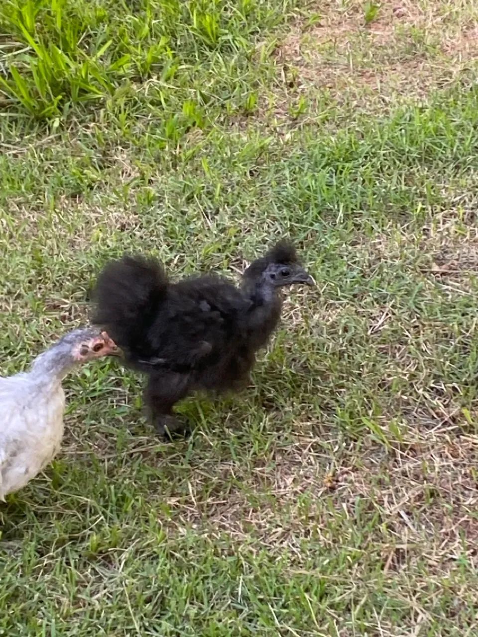 Galinha Sedosa do Japão na cor Preta - Foto 6