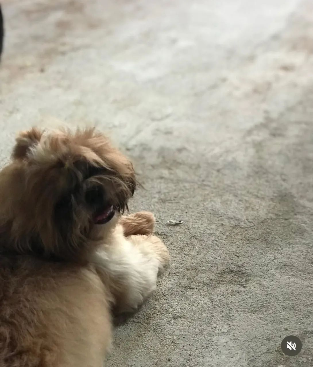Shih Tzu para cruza 