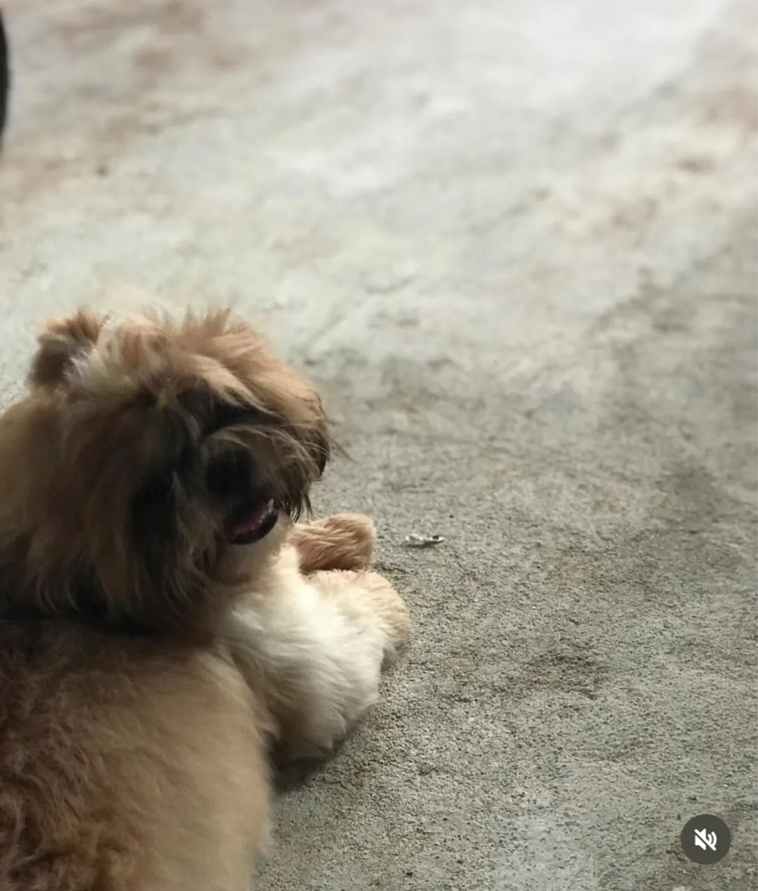 Shih Tzu para cruza