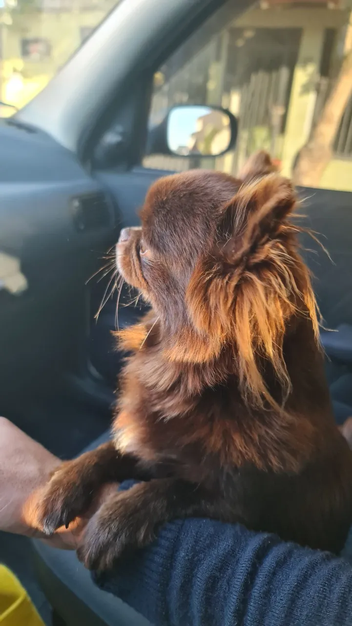 Chihuahua