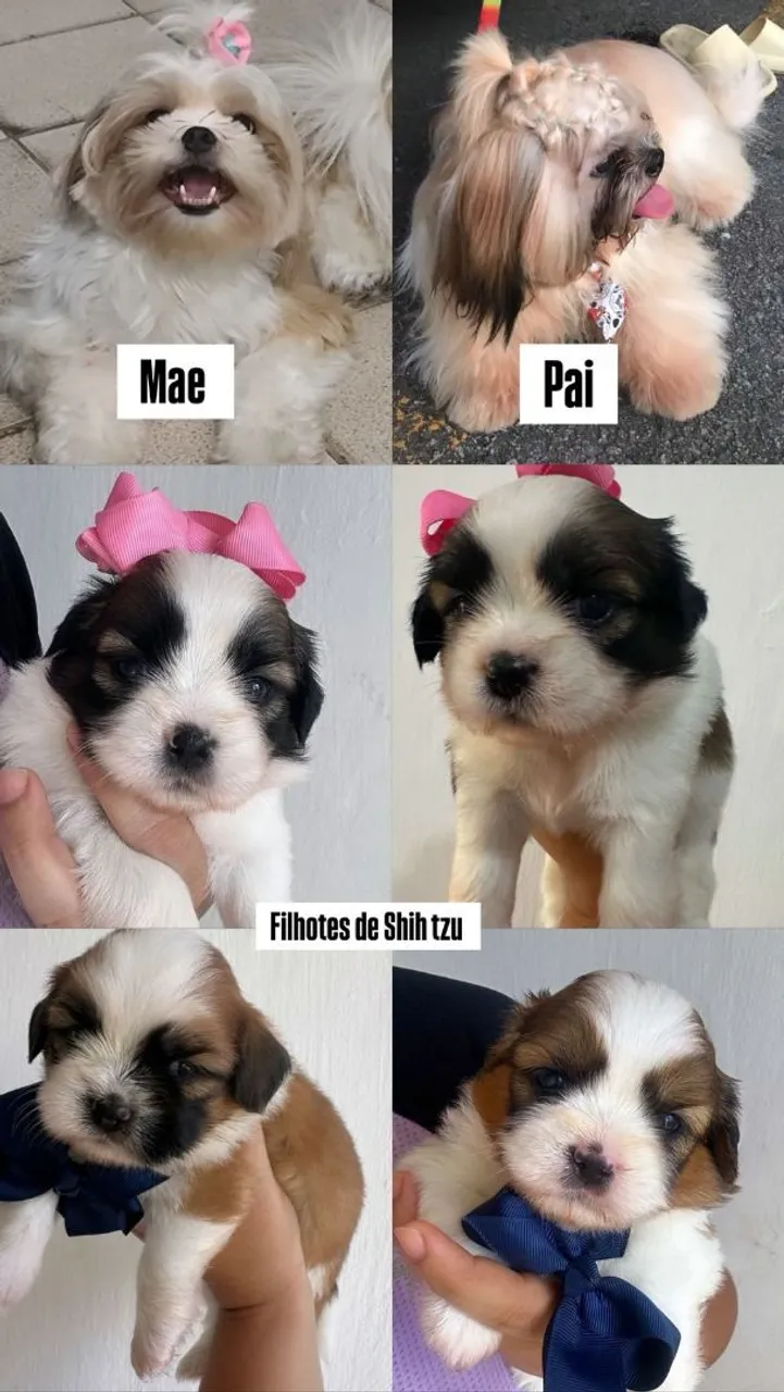 Filhotes de ShihTzu puros!