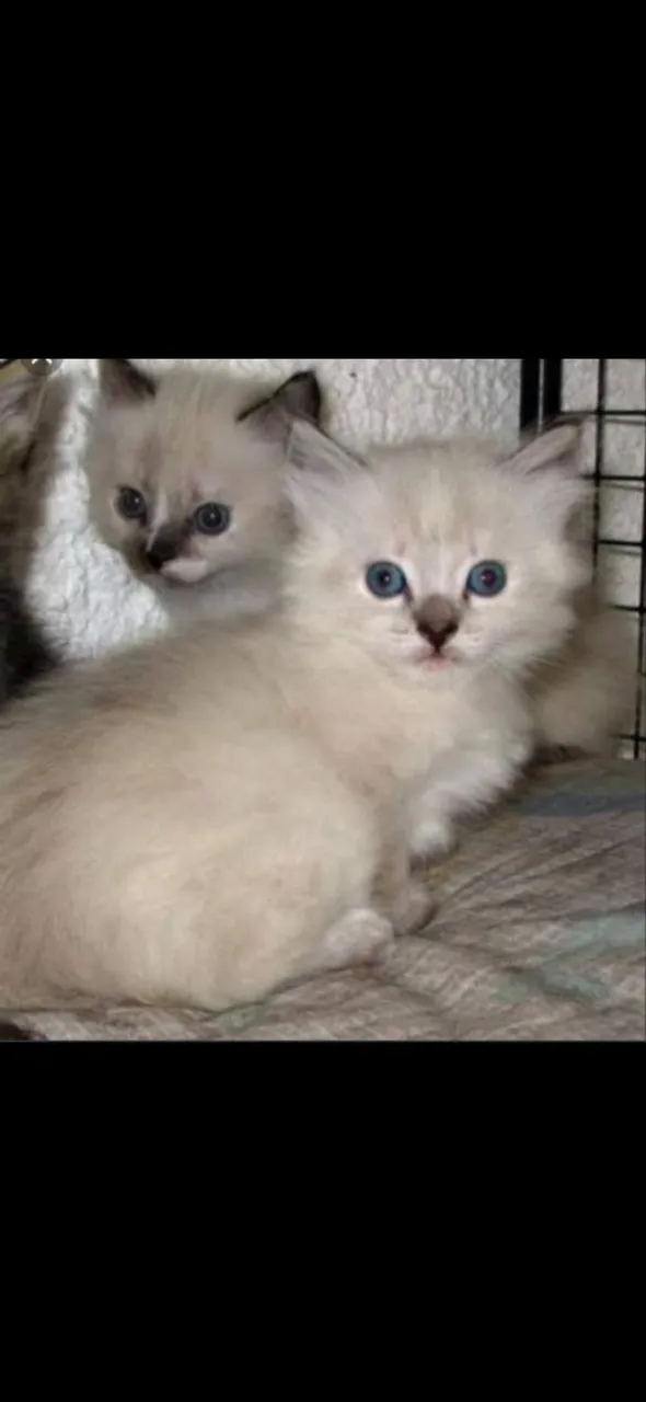 Lindos filhotes de angora.