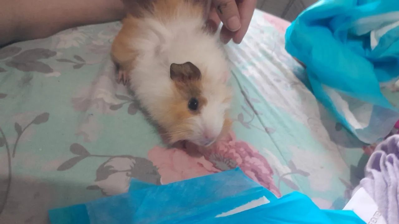 vendo duas porquinhas da india filhote, com cercadinho o pano, banheirinho e casinha 