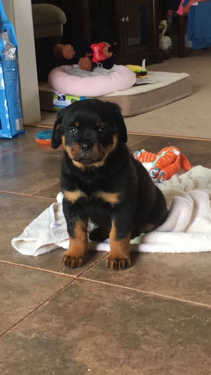  Rottweiler Força e Companheirismo