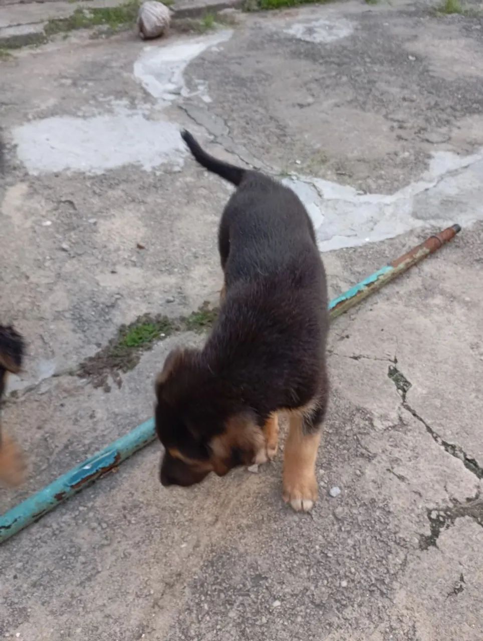 Filhote de Pastor Alemão