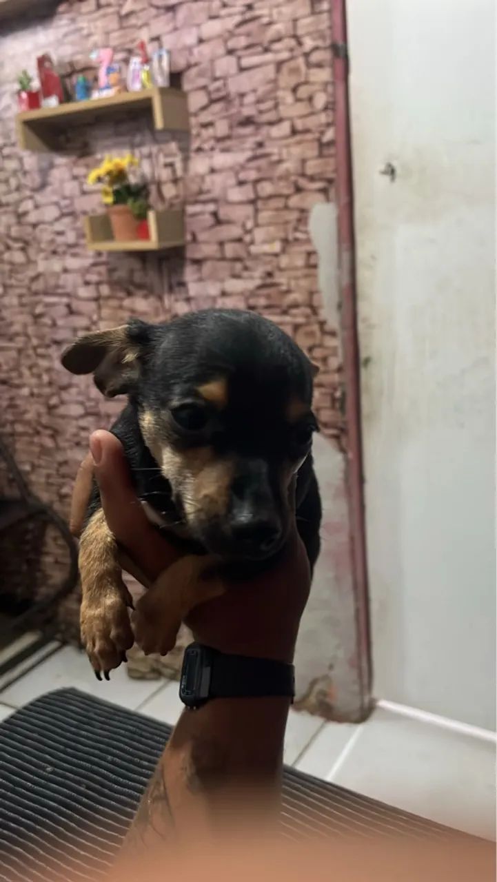 Filhote de Pinscher 0 - Foto 2