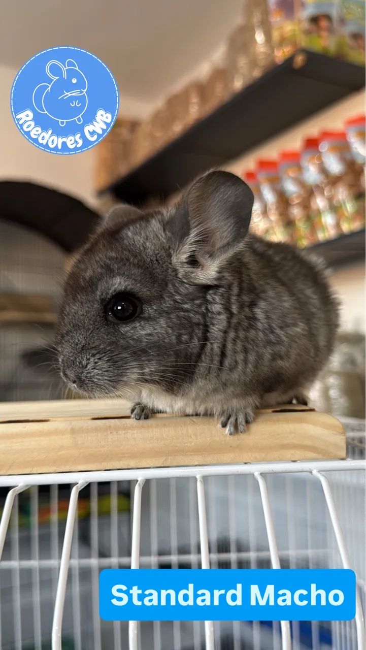 Chinchilas Mansas (Roedores CWB) - Foto 4