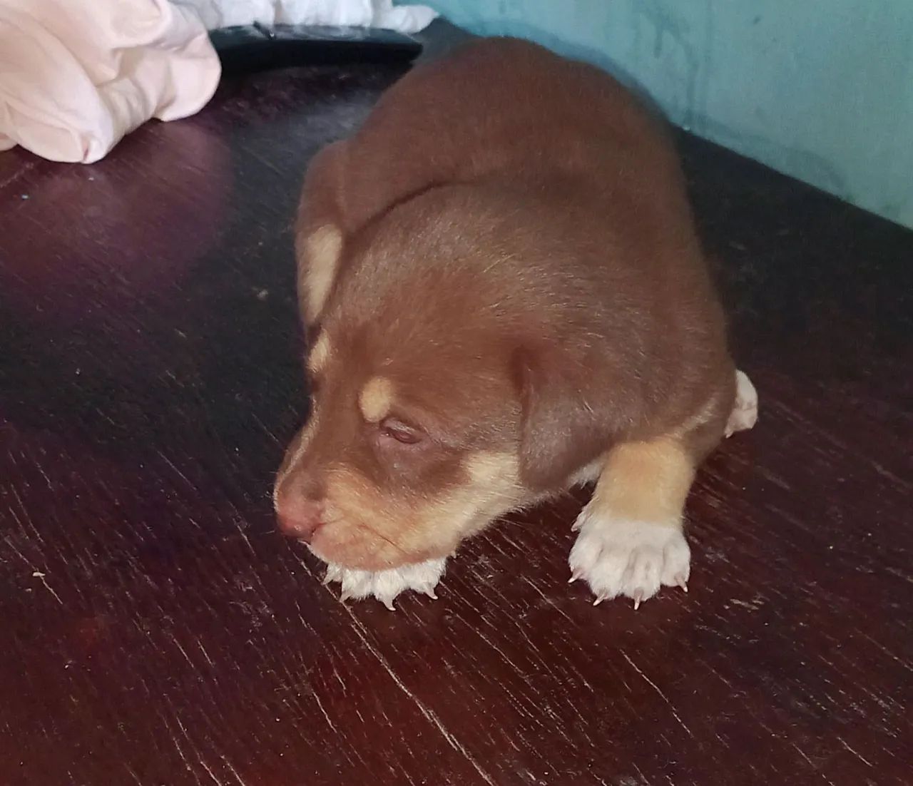 Filhote de cachorro marrom - Foto 3