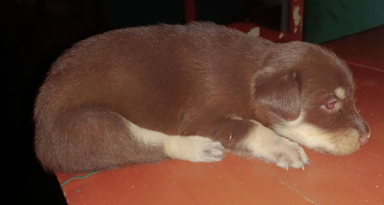 Filhote de cachorro marrom - Foto 2