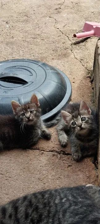Doação gatos filhotinhos - Foto 3
