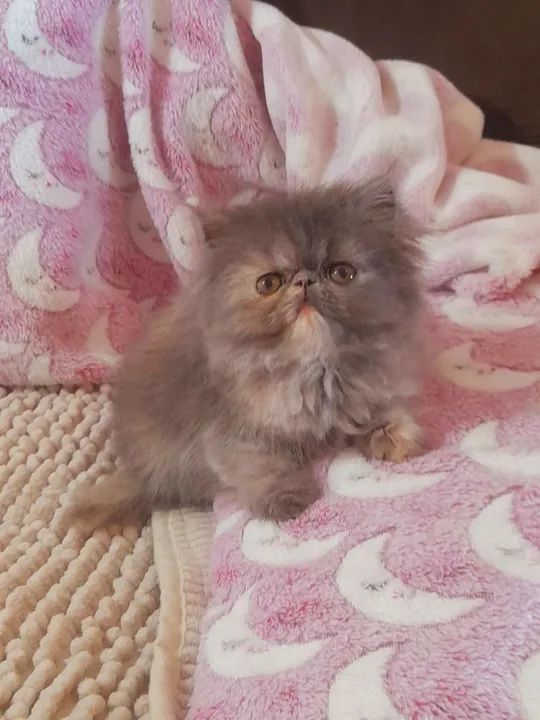 PERSA SHOW Fêmea - Cor BlueTortie