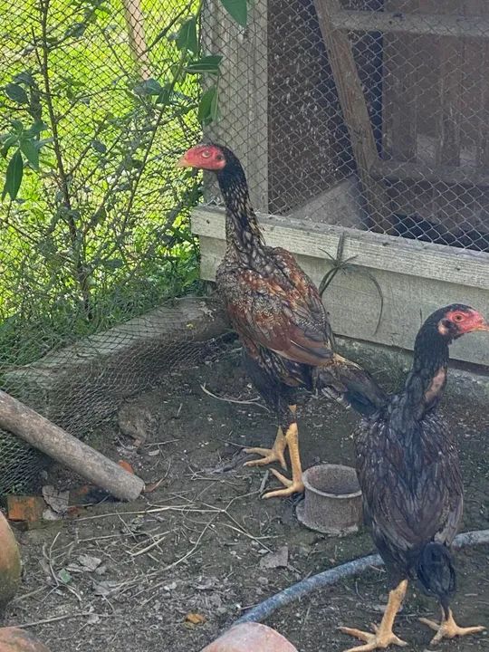 Galo índio  - Foto 3