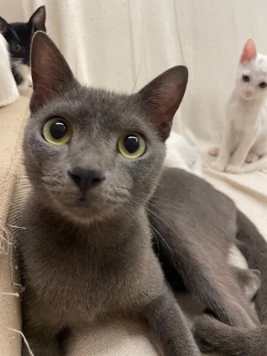 Gato para doação  - Foto 3