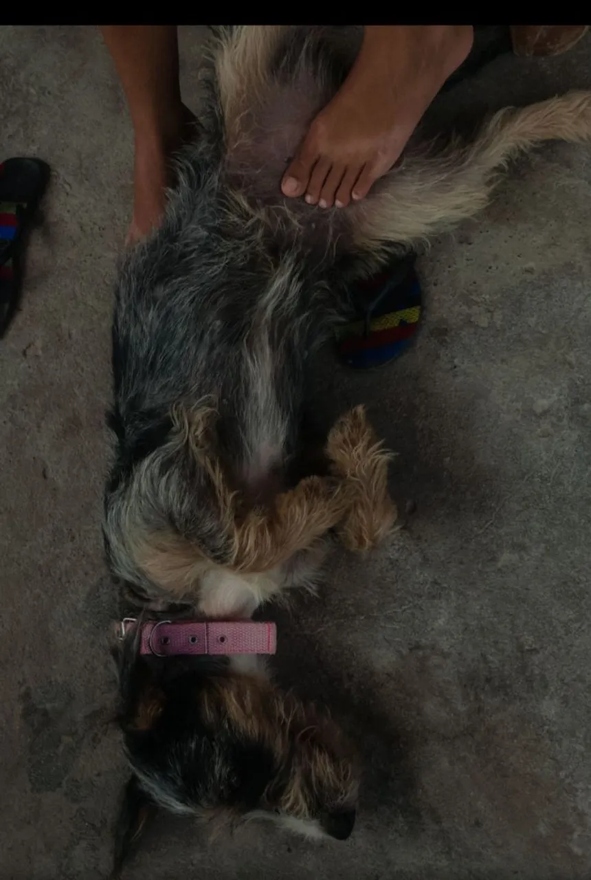 SRD Cãozinho adorável para adoção
