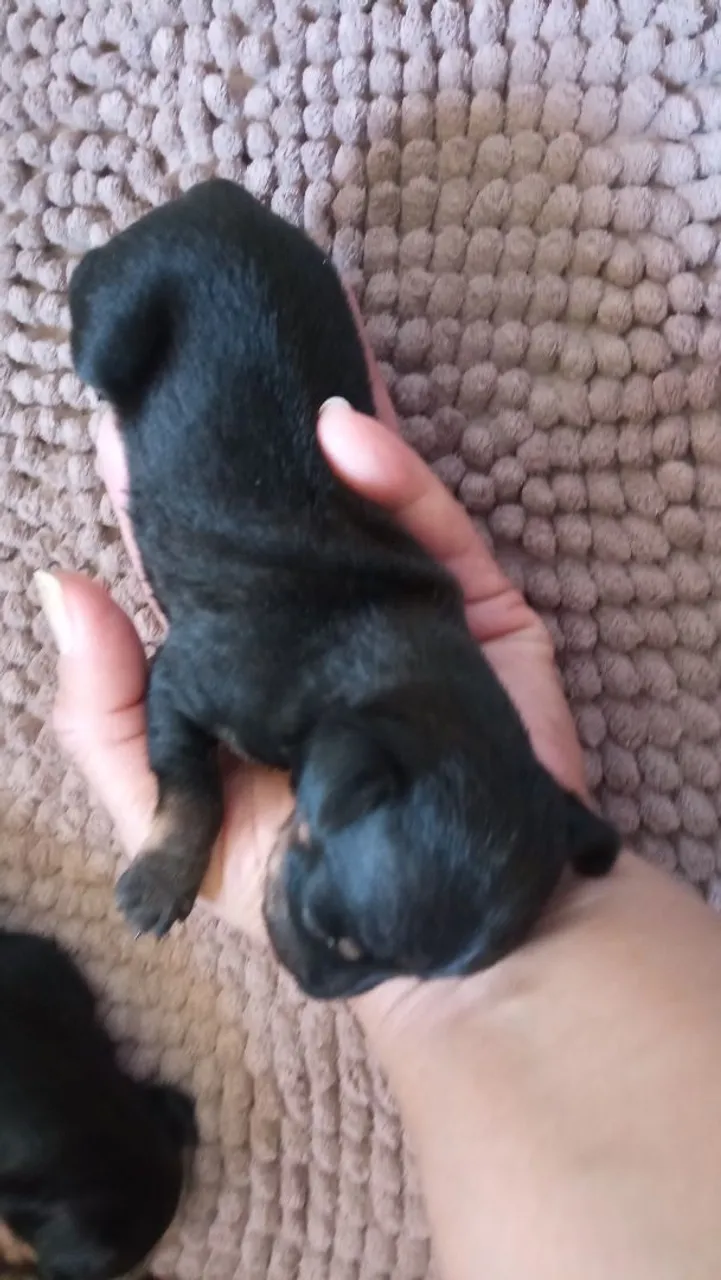 Filhote de Pinscher número 2