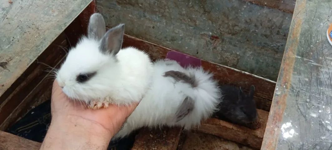 Filhotes de Coelho da Raça Angorá