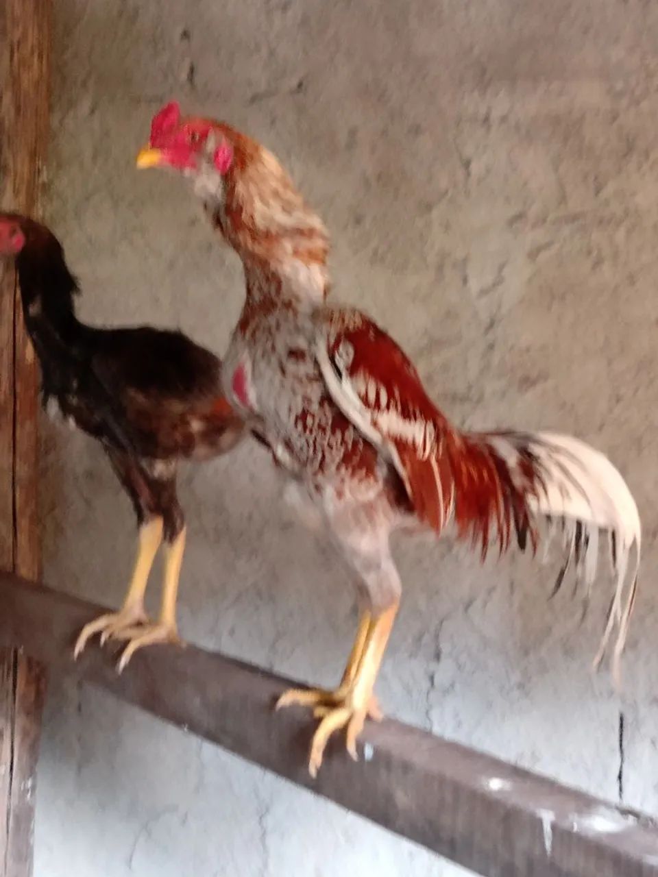 Galo exótico barbudo borrado vendendo barato - Foto 4