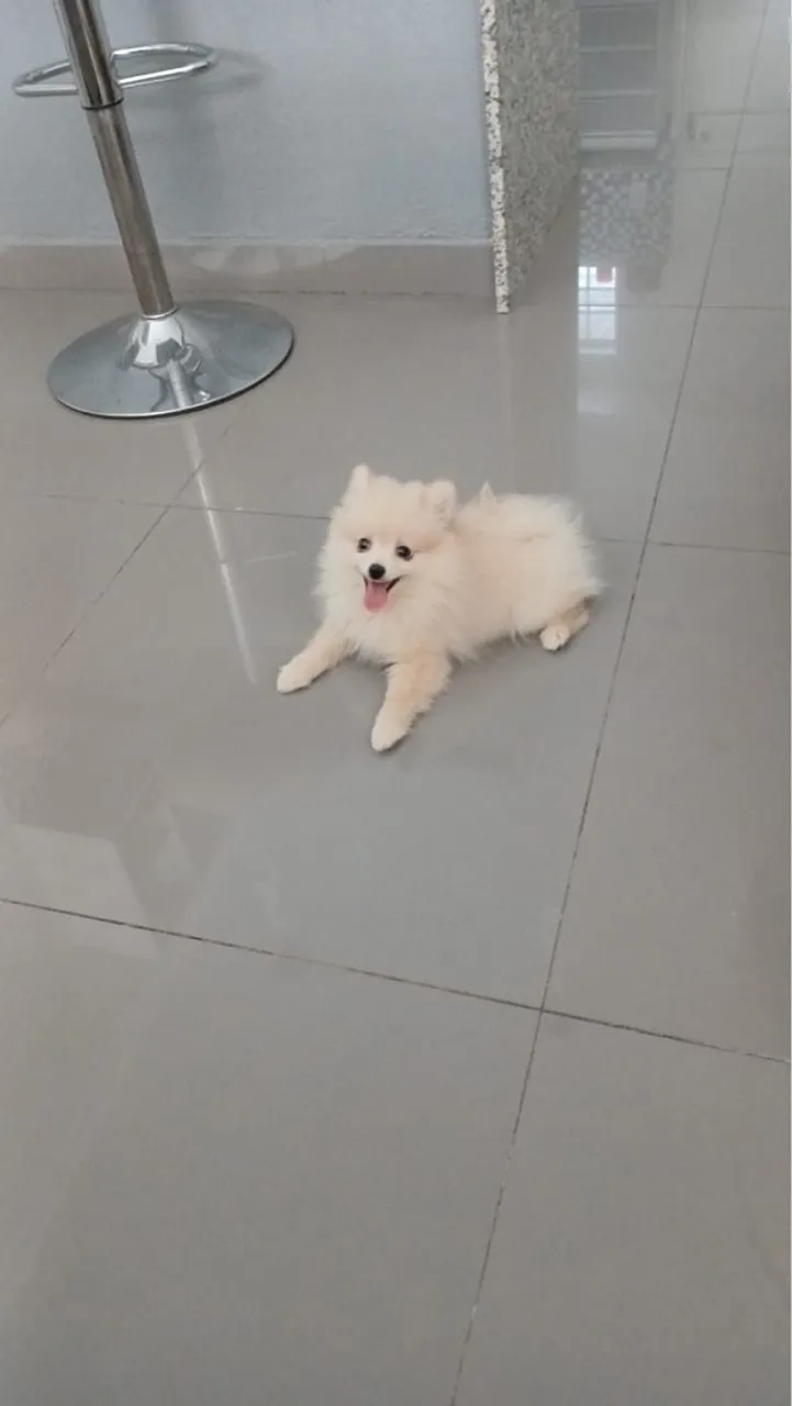 Vende-se Lulu da Pomerânia