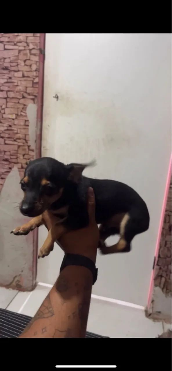 Filhote de Pinscher 0