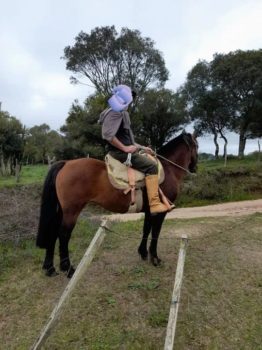 Egua e  um carneiro sulfok - Foto 6