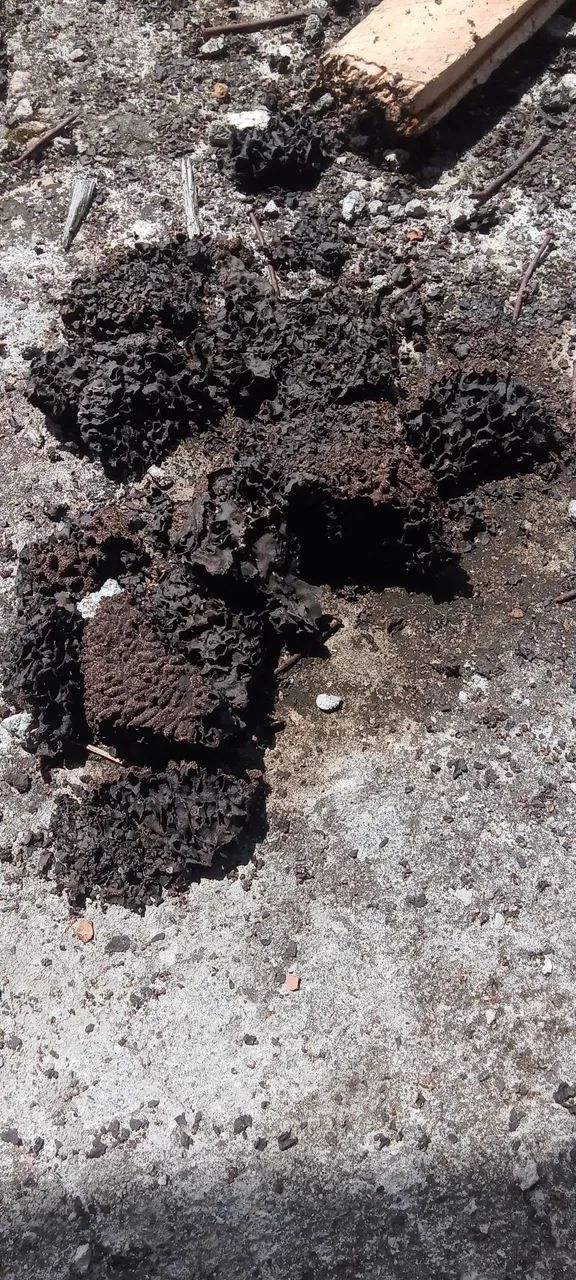 GOMES DEDETIZAÇÃO  - Foto 2