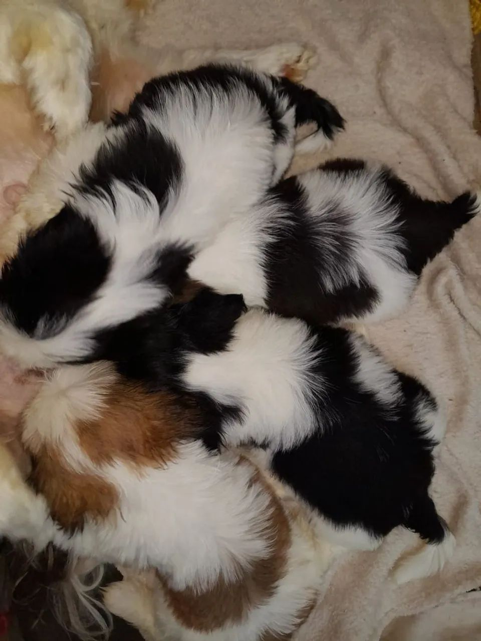 Filhotes de Shih Tzu para adoção - Foto 2